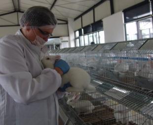 伊拉配套系祖代种兔 农副产品中的优质种源与养殖前景