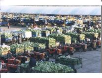 巴彦淖尔市四季青农产品批发市场 河套平原的农副产品集散枢纽